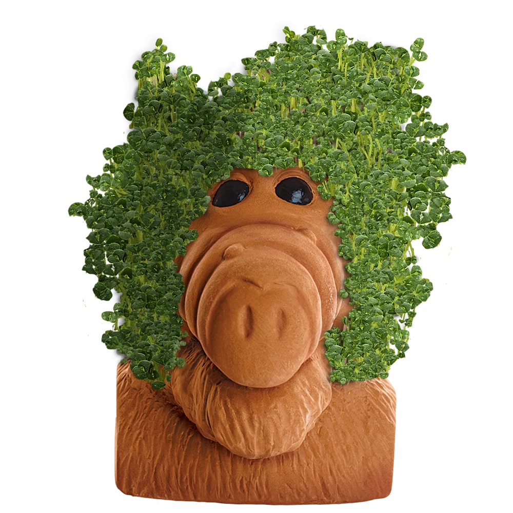 ALF CHIA PET - Image 3