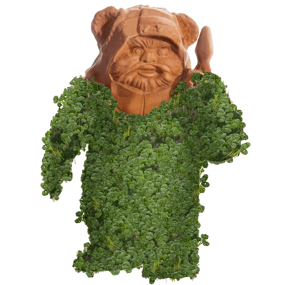 EWOK CHIA PET - Image 2