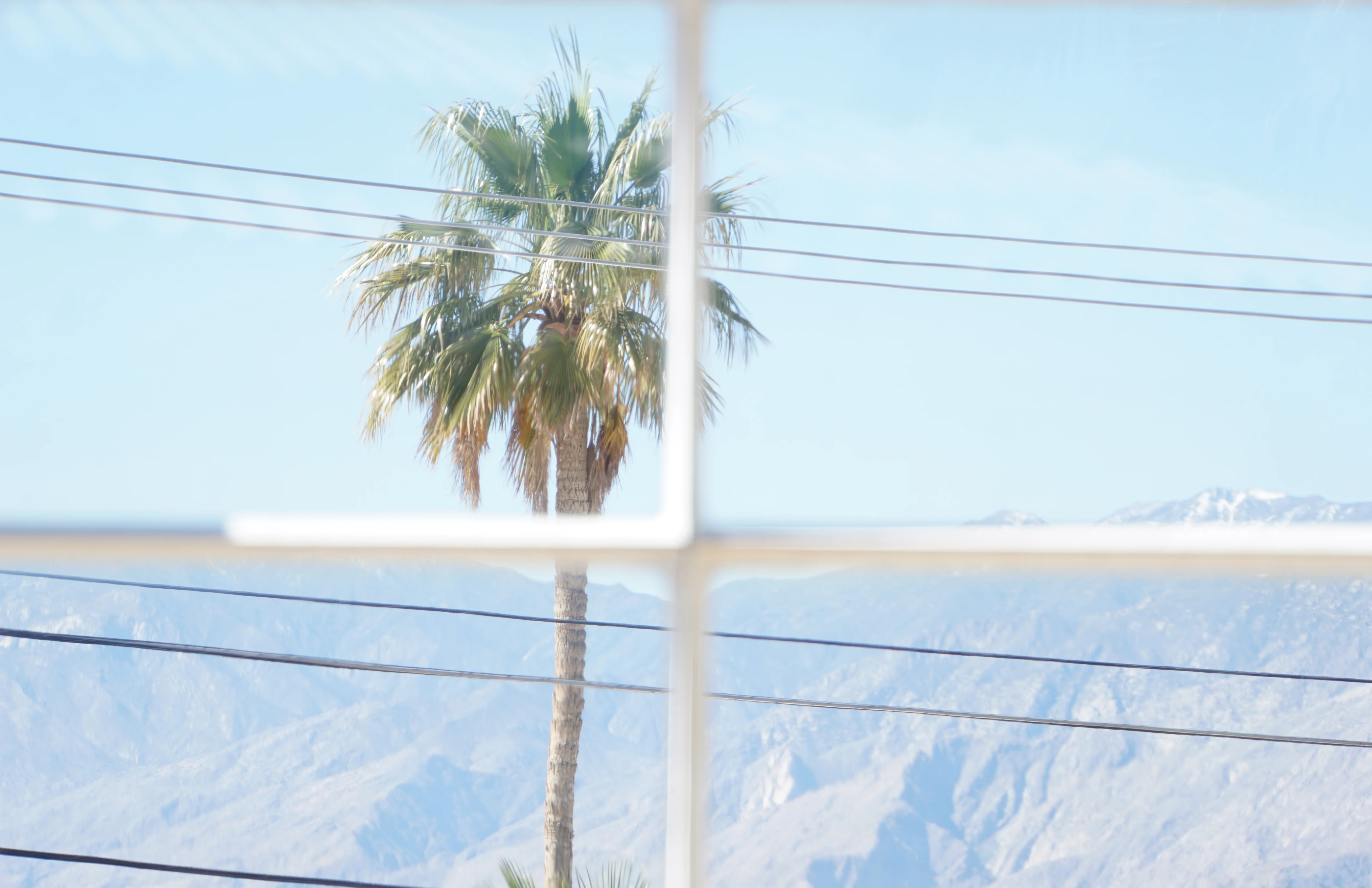 Gabriel Yuri, Palm / Grid, 2023