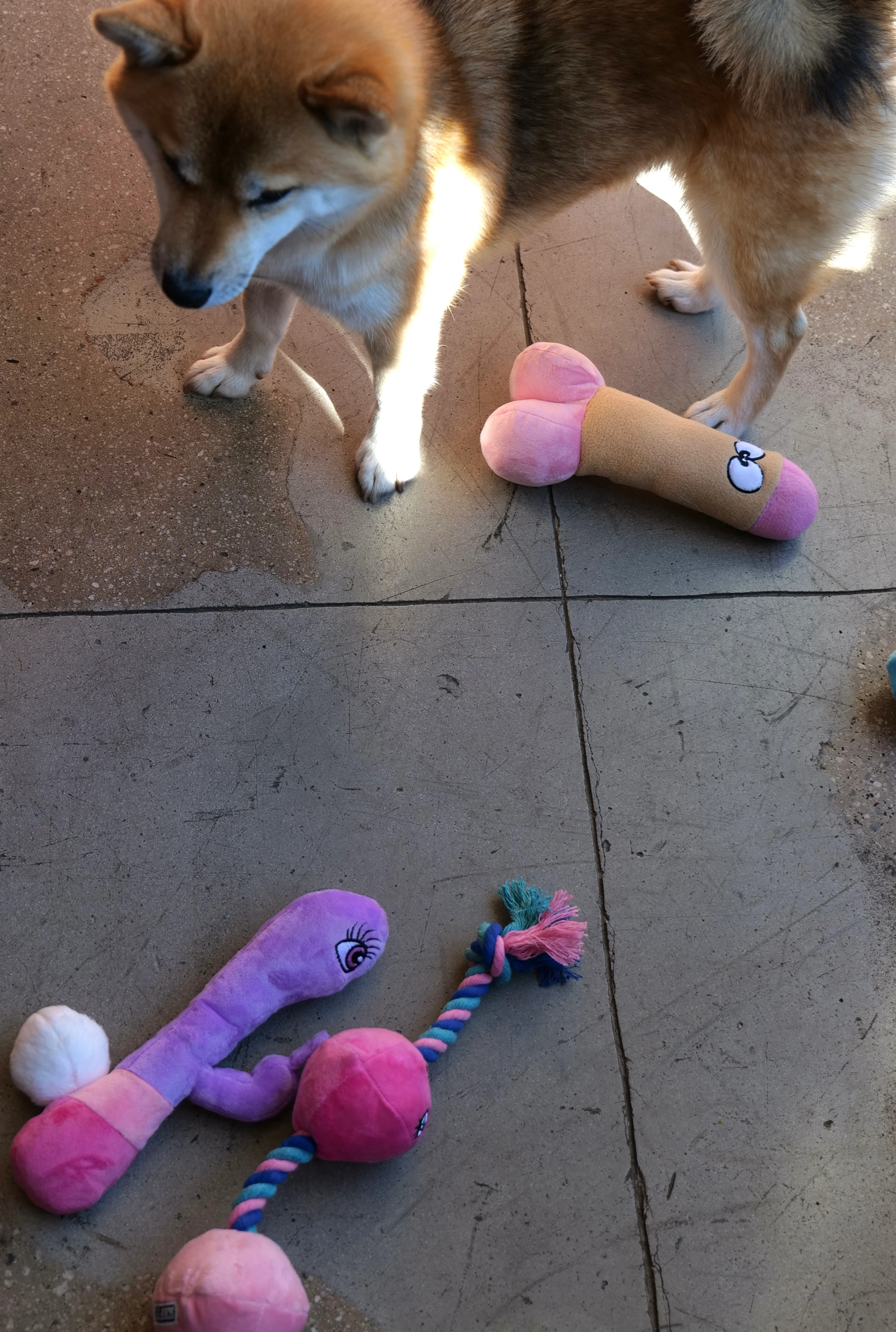 XXX PUPPY TOY: Bunny Vanderpup (Rabbit Vibrator) - Image 4