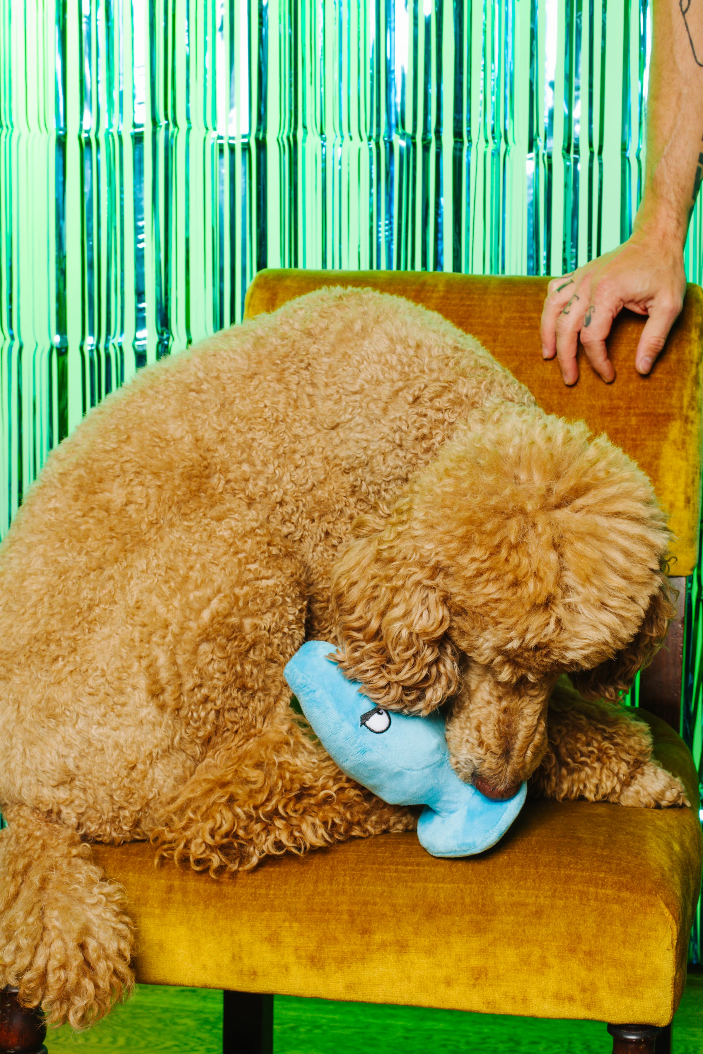 XXX PUPPY TOY: Mutt Plug McRuff (Butt Plug) - Image 4