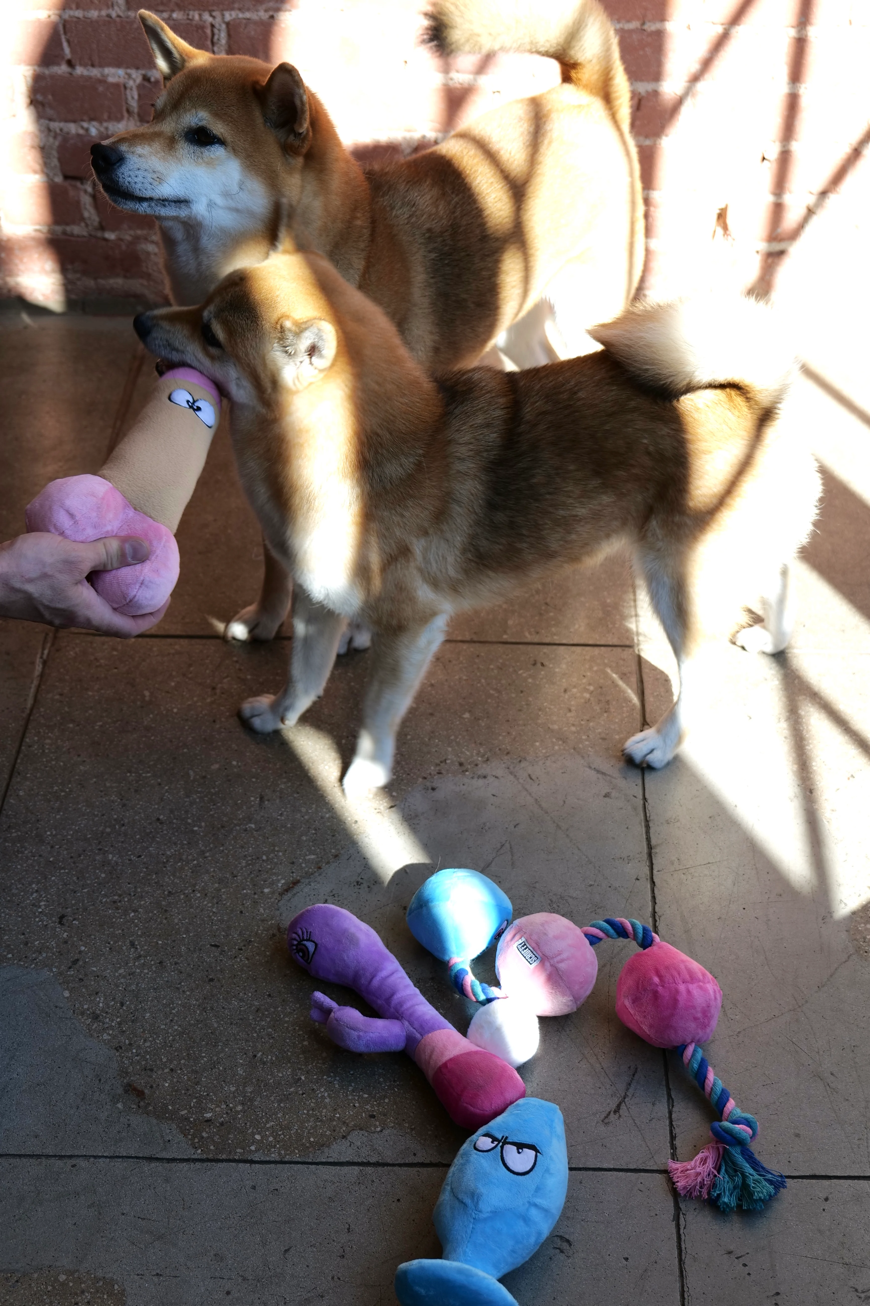 XXX PUPPY TOY: Mutt Plug McRuff (Butt Plug) - Image 9